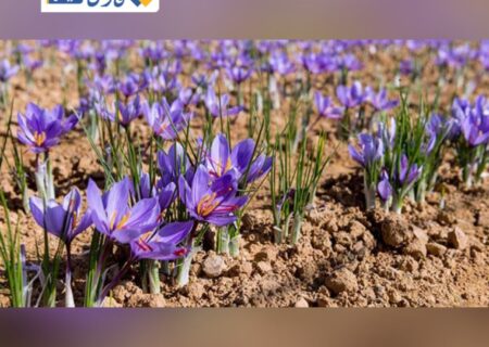 سومین جشنواره زعفران در دزپارت برگزار می‌شود