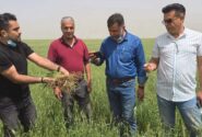 با پیگیری های مدیریت جهاد کشاورزی شهرستان ایذه، مدیرعامل بیمه کشاورزی شهرستان و اتاق اصناف کشاورزی بازدید کارشناسان بیمه استان خوزستان از مزارع کلزا و گندم شهرستان ایذه انجام شد