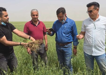 با پیگیری های مدیریت جهاد کشاورزی شهرستان ایذه، مدیرعامل بیمه کشاورزی شهرستان و اتاق اصناف کشاورزی بازدید کارشناسان بیمه استان خوزستان از مزارع کلزا و گندم شهرستان ایذه انجام شد