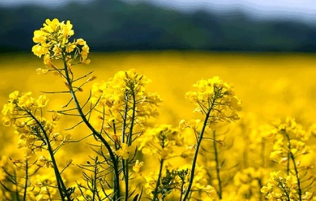 مشکل خرید کلزای کشاورزان خوزستان رفع شد