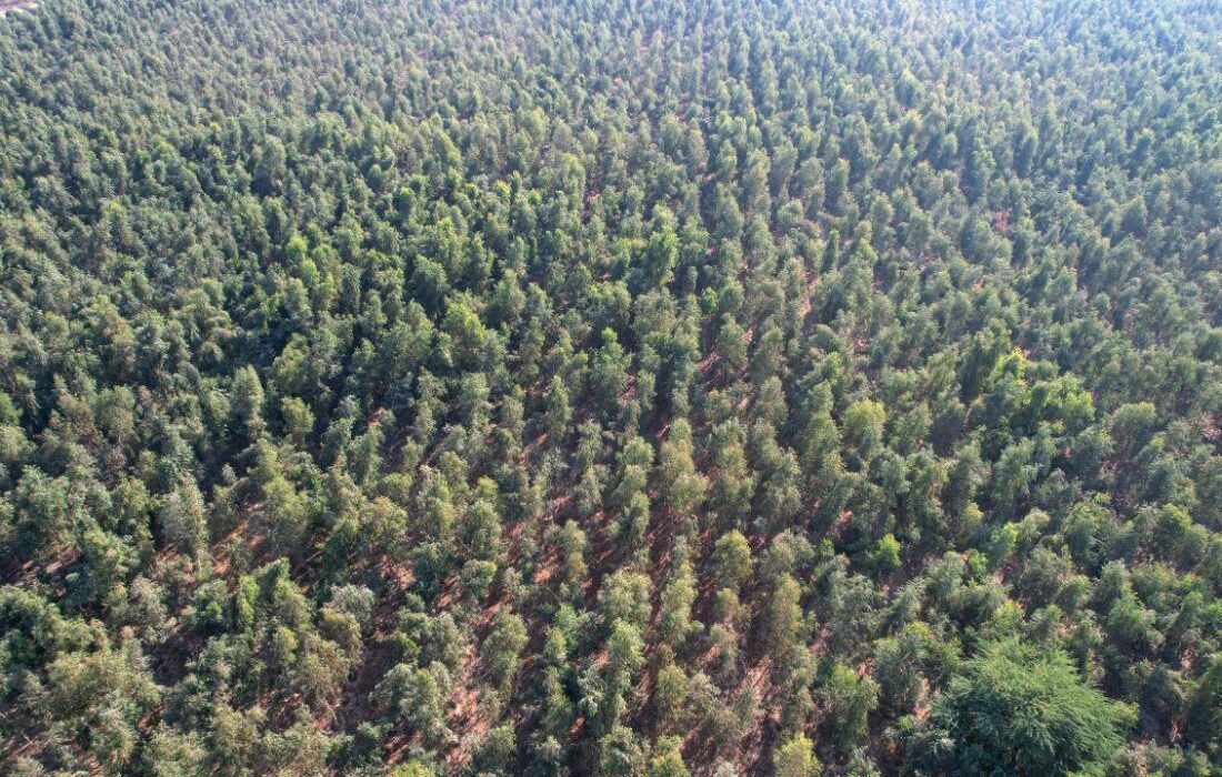 اینجا یک جنگل نفس میکشد