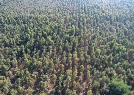 اینجا یک جنگل نفس می‌کشد