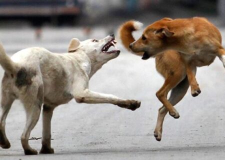 کودک مسجد سلیمانی قربانی جدید سگ‌های ولگرد