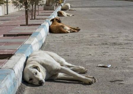 معضل سگ‌های بلاصاحب در آستانه مهر؛ جان دانش‌آموزان در خطر جدی