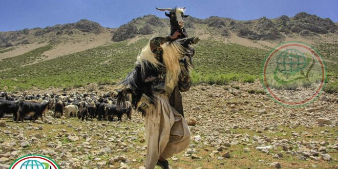 سازمان عشایر؛ کوچکترین نهاد، بزرگترین نقش در امنیت و تولید ملی