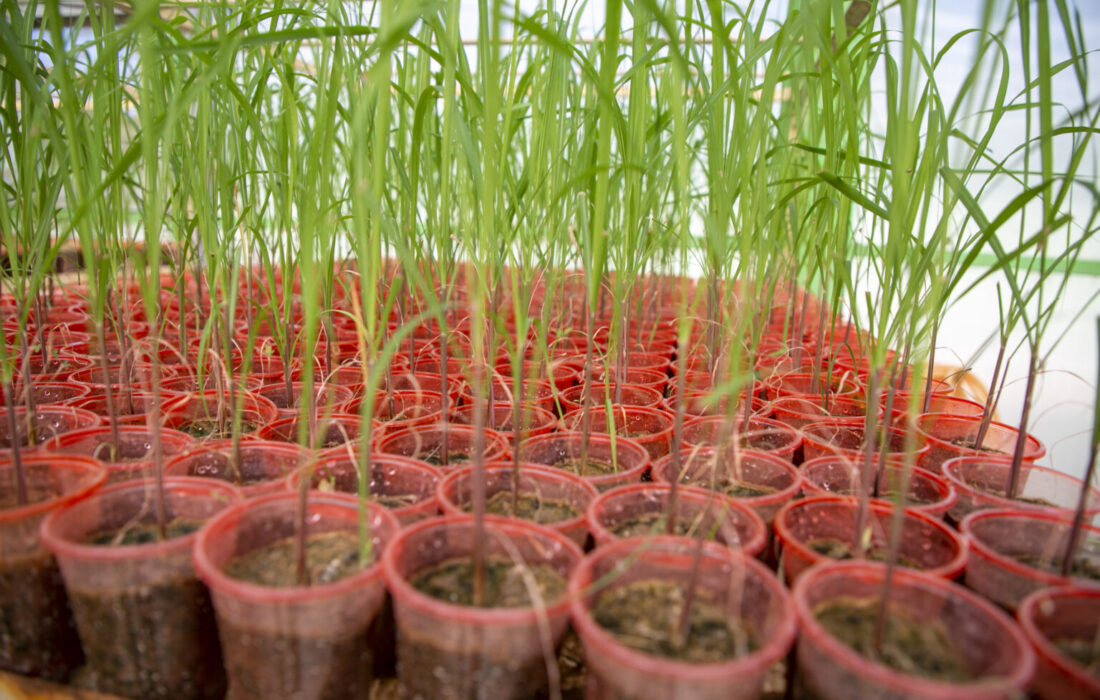 صرفه‌جویی ارزی و افزایش بهره‌وری با تولید ارقام جدید نیشکر