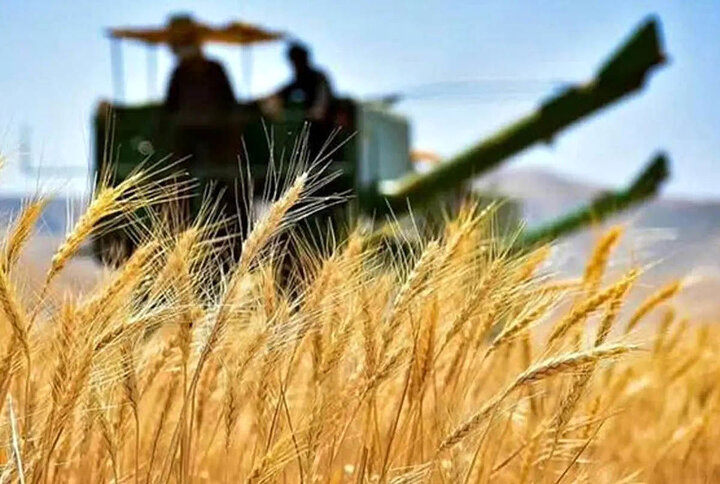 آمادگی ۱۱۲ مرکز خرید گندم در خوزستان/ کشاورزان با اطمینان، گندم خود را تحویل بدهند