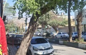 آیا اطلاعیه منع قطع درختان، شامل حال خودِ شهرداری هم می‌شود؟