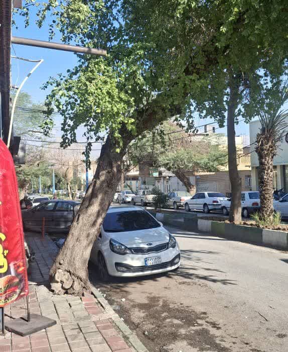 آیا اطلاعیه منع قطع درختان، شامل حال خودِ شهرداری هم می‌شود؟